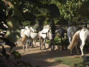 Gredos Ecuestre horses
